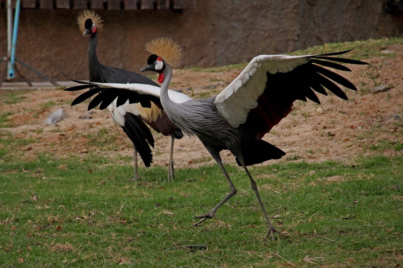 Thailand, Pattaya, Khao Kheow Open Zoo